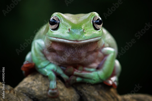 green tree frog face close-up