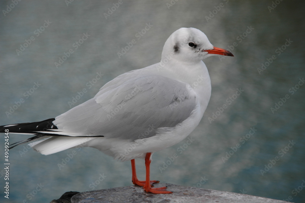 Naklejka premium gull at Lake Constance; Germany; Baden-Wuerttemberg