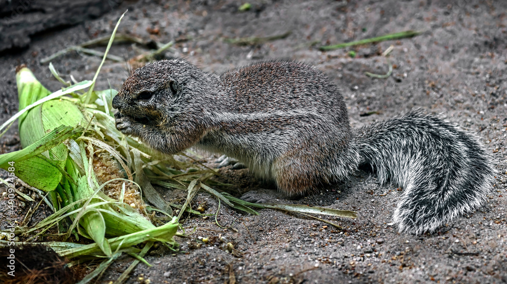 African ground squirrel eats mais. Latin name - Xerus inaurus