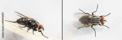 Collage with common housefly isolated on white background, hygiene concept © Alessandro Grandini