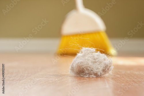 Quadro su tela Giant dust bunny on the floor with a broom ready to sweep it up