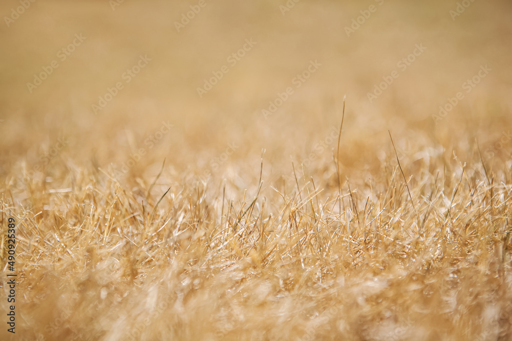 Suburban lawn grass during a drought background, focus in extreme foreground