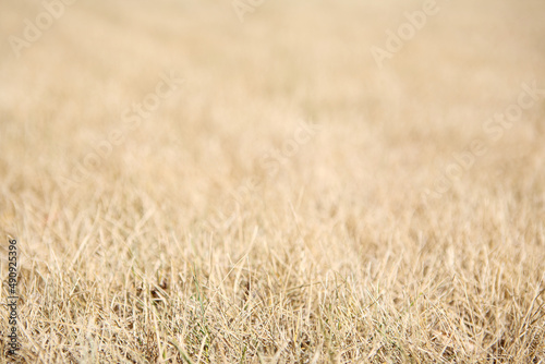 Φωτογραφία Suburban lawn grass during a drought background, focus in extreme foreground