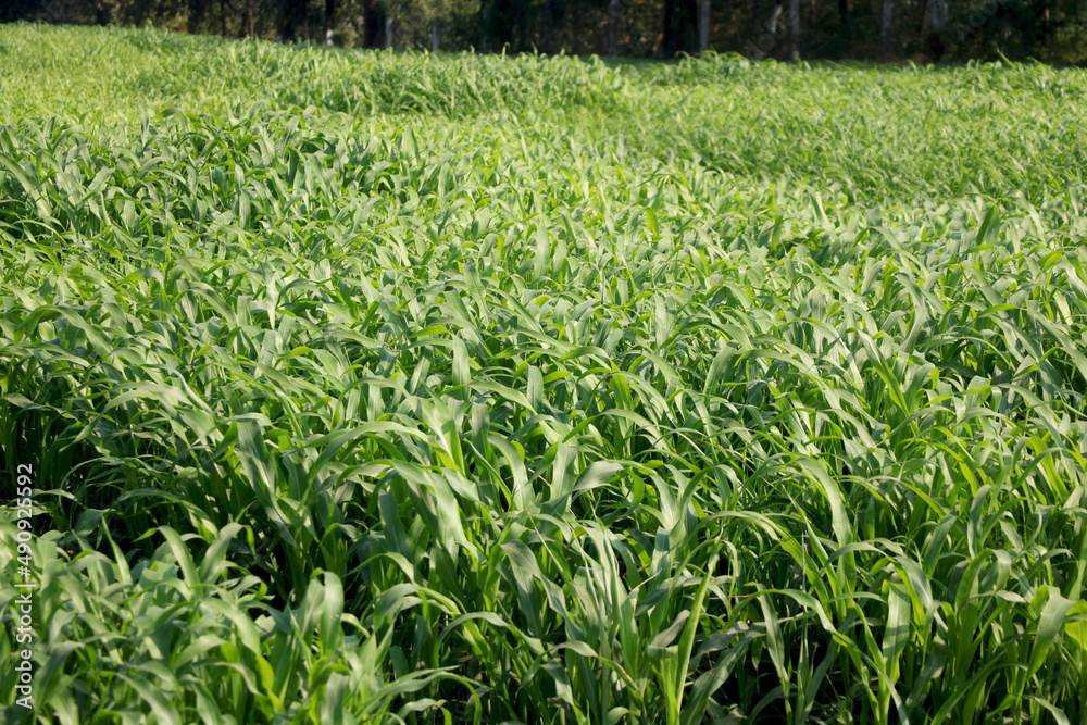landscape view of fresh Sugar cane plant farm in india landscape view of fresh Sugar cane plant farm in india
