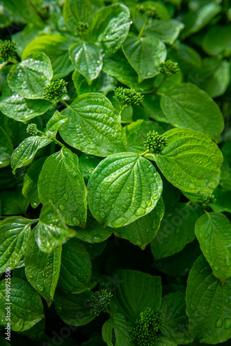 Nice tropical green leaves with rain water drops, plant and nature photography, abstract background with space for text