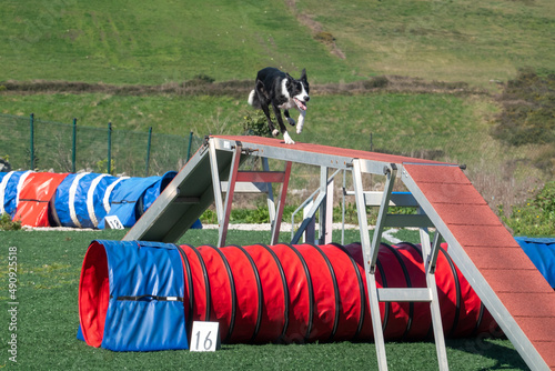 prueba de agility con un border collie