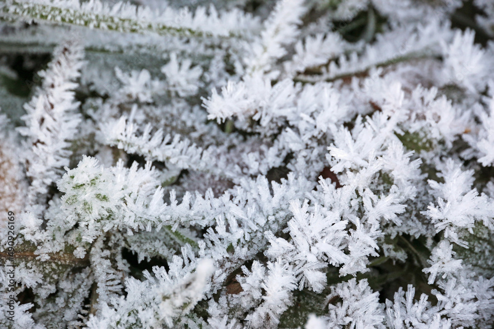 Frost on leaves in winter	