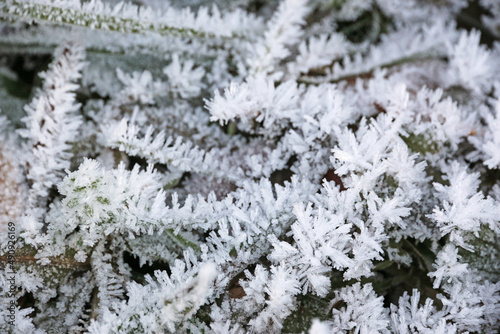 Frost on leaves in winter 