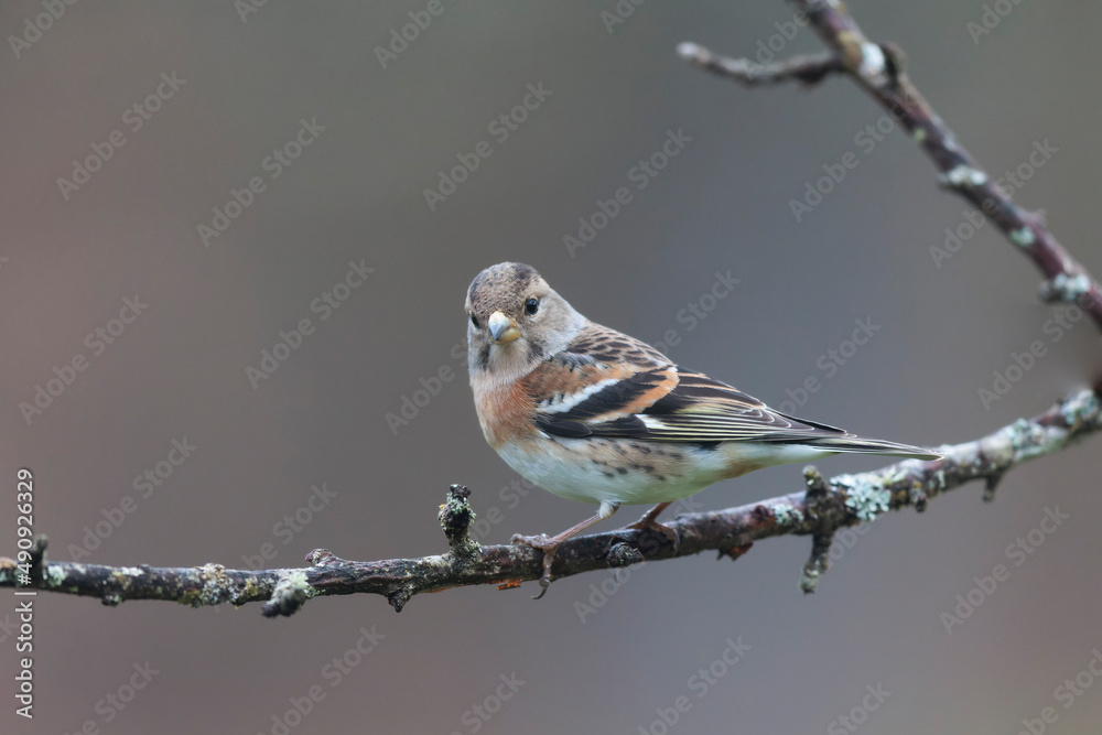 Fototapeta premium Brambling Fringilla montifringilla during a cold winter period in France