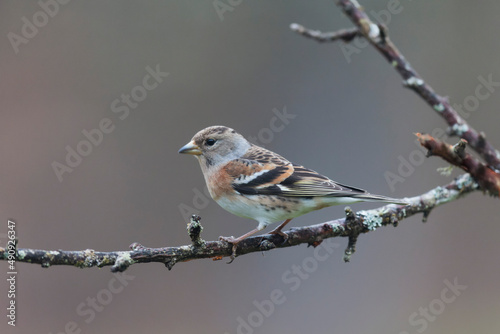 Brambling Fringilla montifringilla during a cold winter period in France 