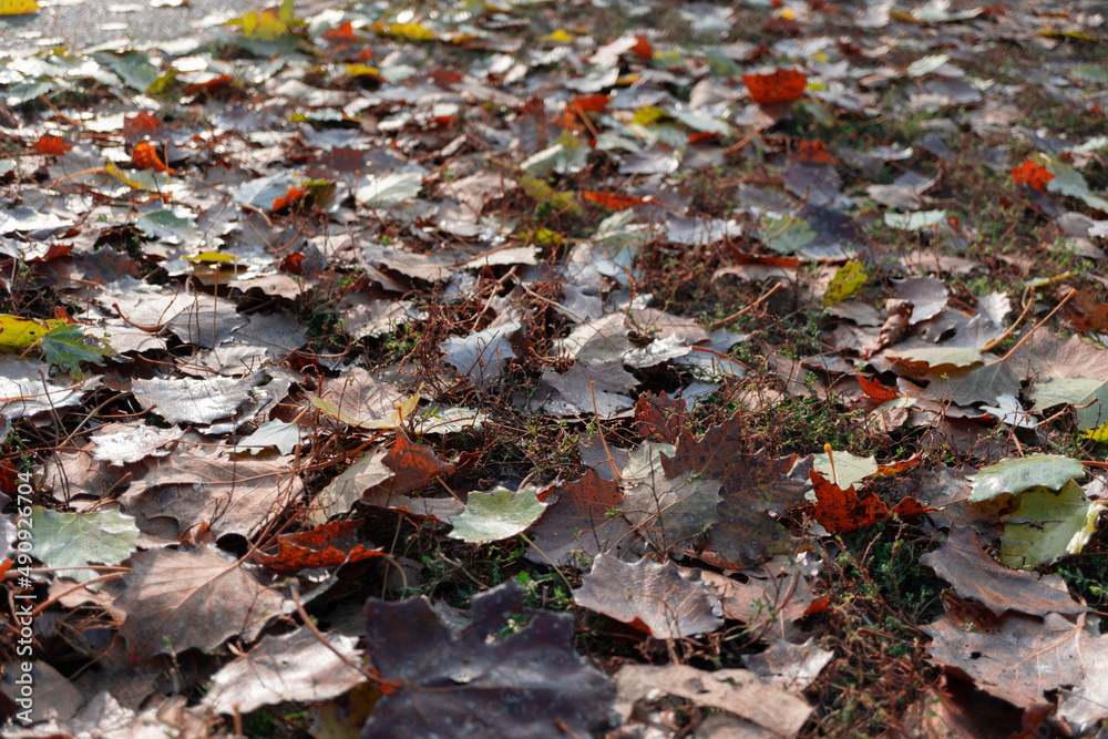 background of autumn leaves lying on the ground