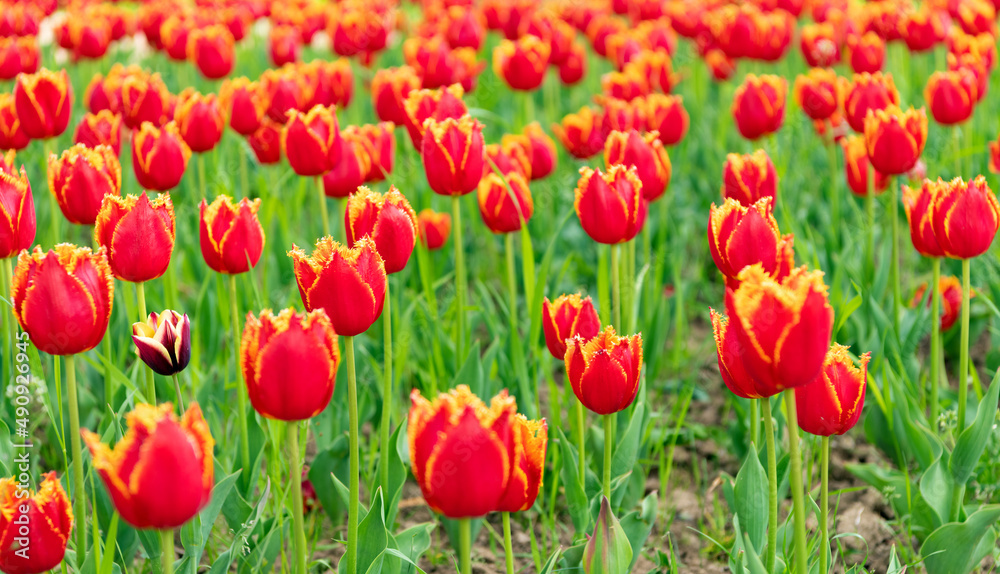 Obraz premium red flowers of fresh holland tulips in field. blossom