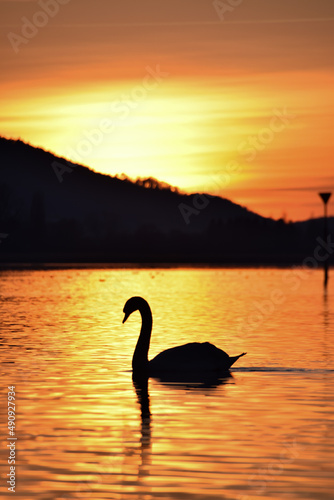 swan at sunset © Christian