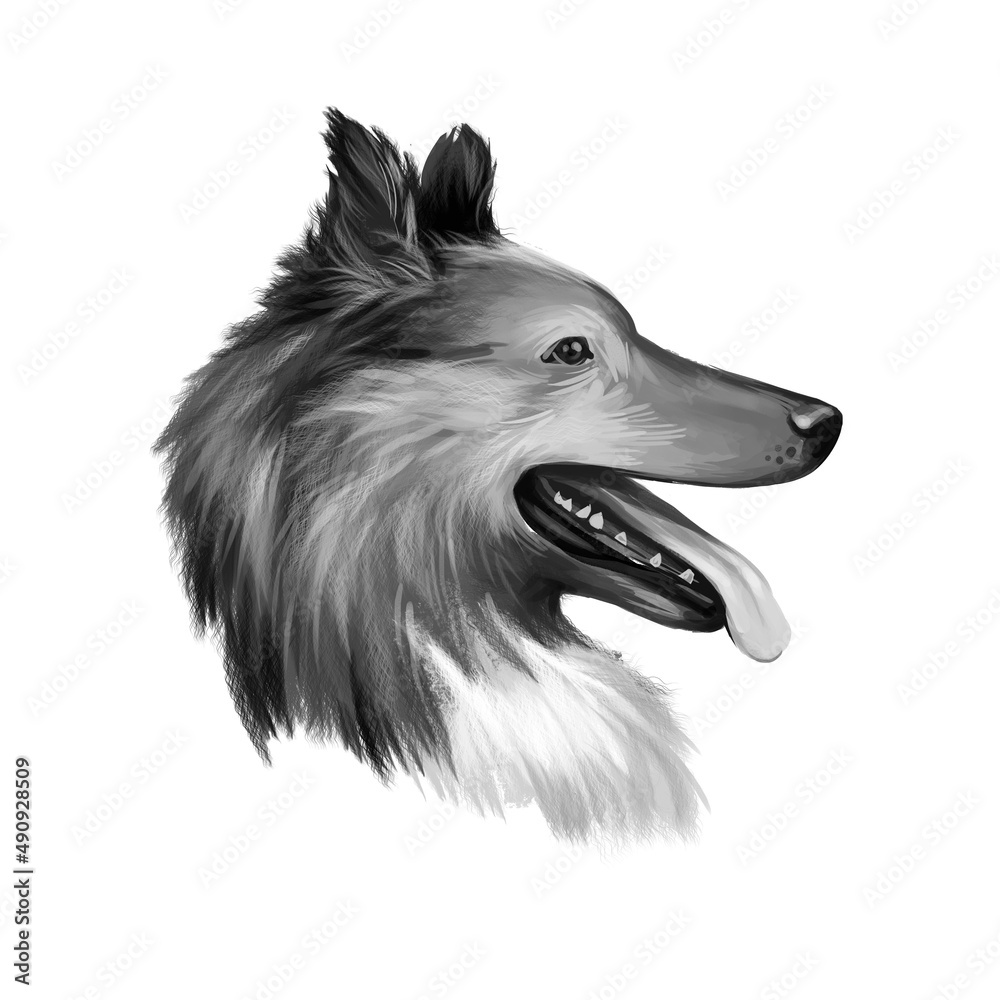 Fototapeta Collie, Rough dog breed isolated on white pet loss digital art illustration. Cute pet hand drawn portrait. Graphic clipart design realistic animal