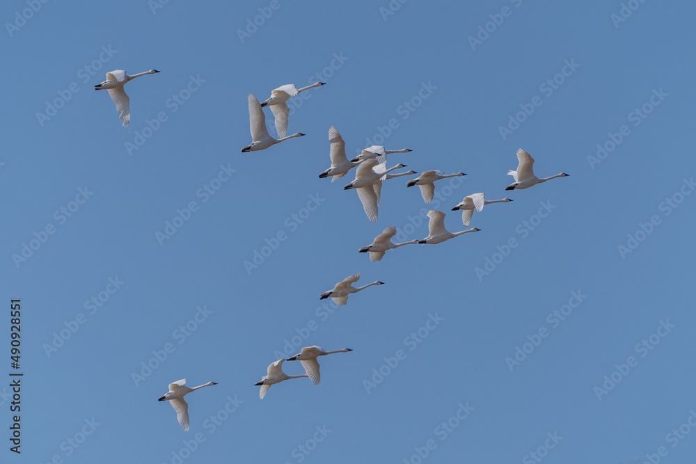 Tundra Swans Fly in Formation