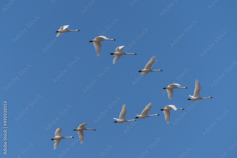 Tundra Swans (cygnus columbianus) fly in formation against a blue sky background