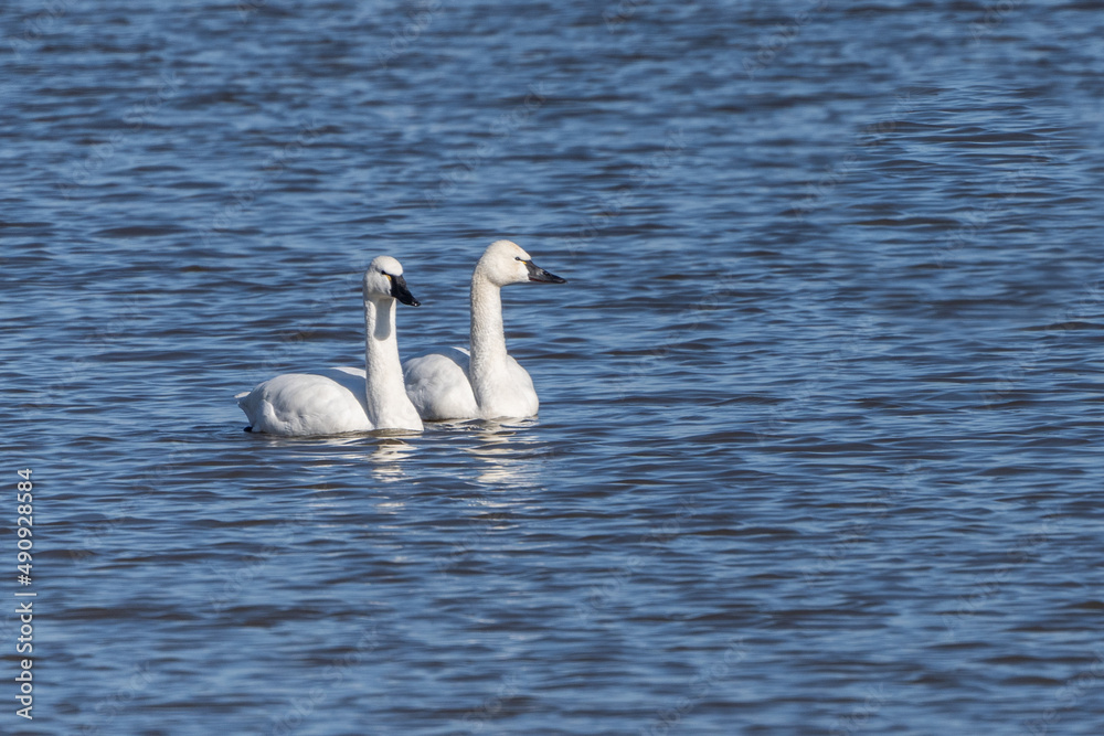 Tundra Swans ((cygnus columbianus)) rest in lake while on migration north, Lancaster County, Pennsylvania
Tundra Swans ((cygnus columbianus)) rest in lake while on migration north, Lancaster County, Pennsylvania