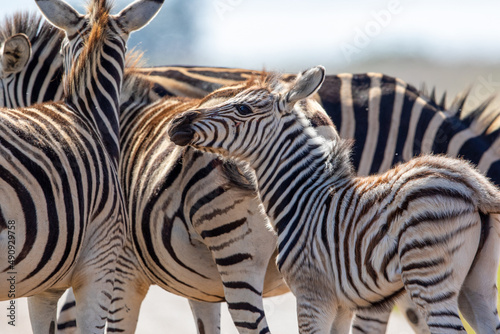 Zebra Foal  Pilanesberg National Park