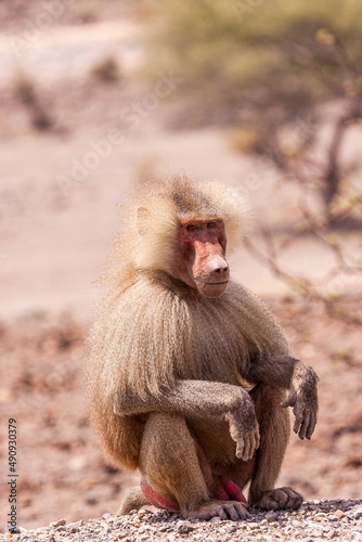 Male hamadryas baboon sitting on the ground