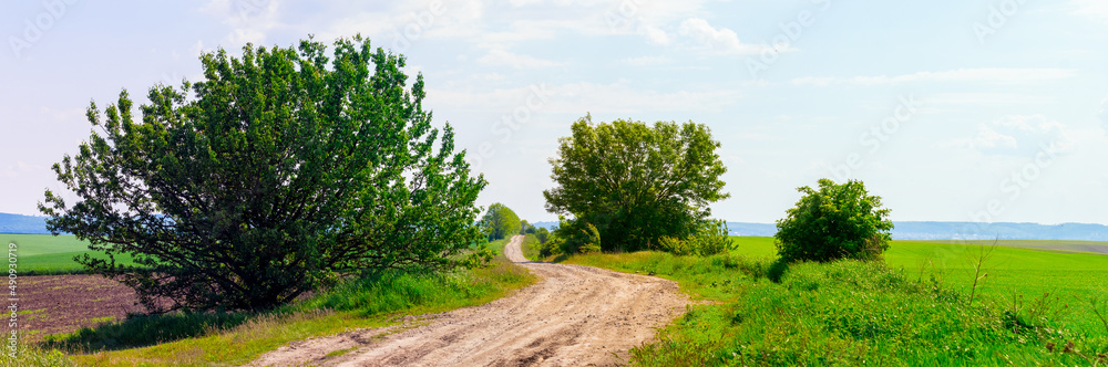 Rural landscape with road in the field and trees near the road in sunny weather