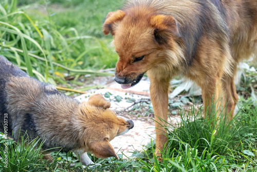 Photography Two aggressive dogs are in conflict with each other