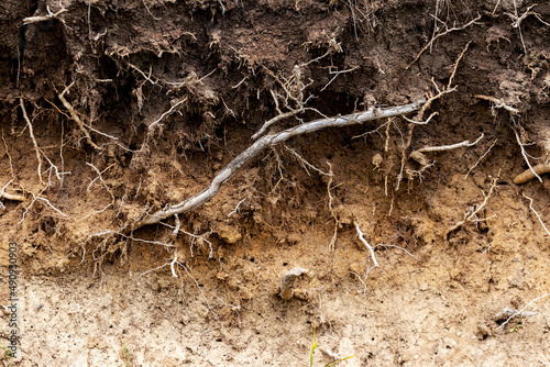 Soil section with bare tree roots, soil structure