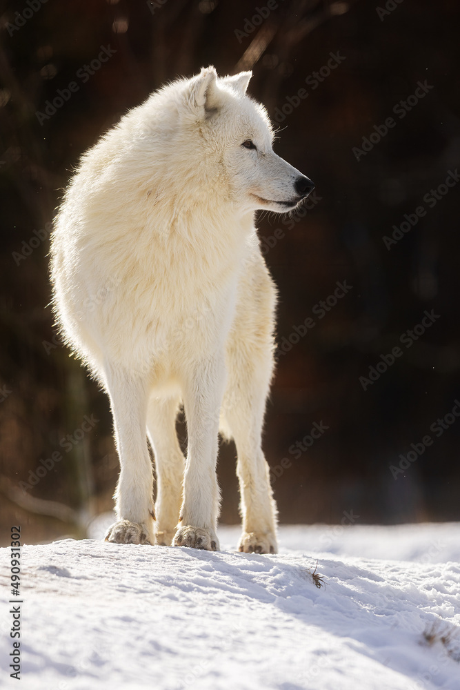 Obraz premium male Arctic wolf (Canis lupus arctos) beautiful individual in winter coat