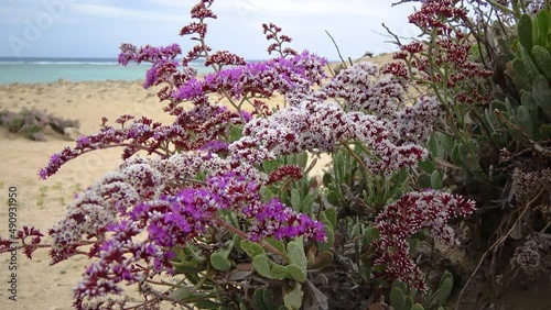 Sea-lavender, statice (Limonium axillare), a flowering plant on the stone-sand shore of the Red Sea, Egypt photo
