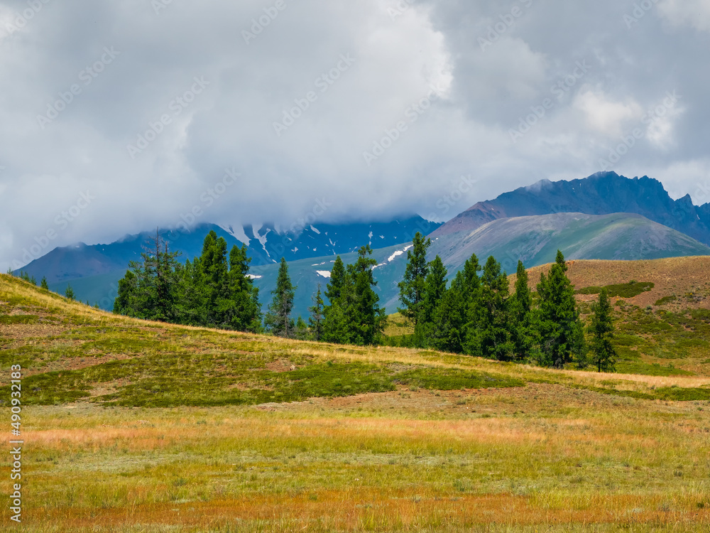 Dramatic view to cedar forest and high mountain range in sunlight under cloudy sky in changeable weather. Colorful summer mountain landscape with sparse growth against large mountains.