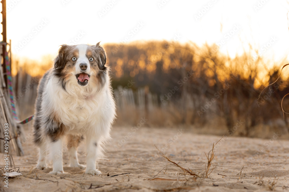 adorable mini aussie sitting on sandy beach at sunset adorable mini aussie sitting on sandy beach at sunset