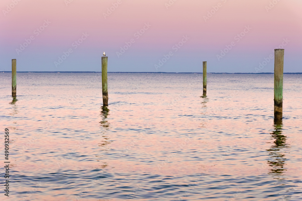 seagull atop pilings at sunset with blue and pink sky and water