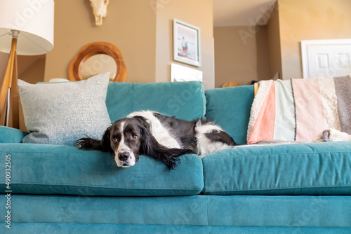 sweet sleepy springer spaniel lying down on comfy turquoise couch