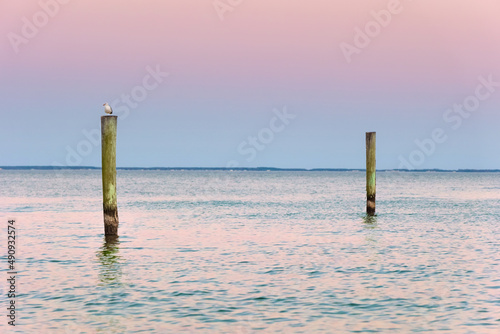 seagull atop pilings at sunset with blue and pink sky and water