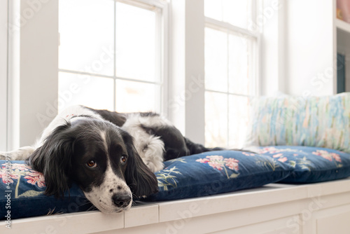 Obraz na płótnie sleepy springer spaniel lying down on window seat pillows