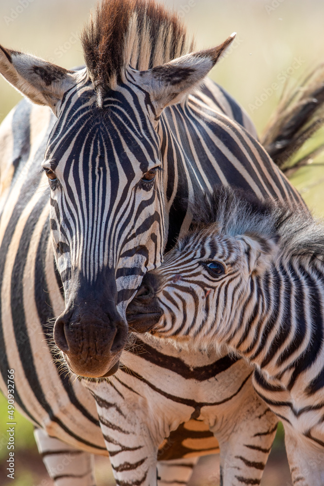 Naklejka premium Zebra foal with mother, Pilanesberg National Park