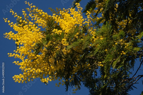 Mimosa in fiore