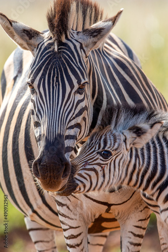 Zebra foal with mother, Pilanesberg National Park