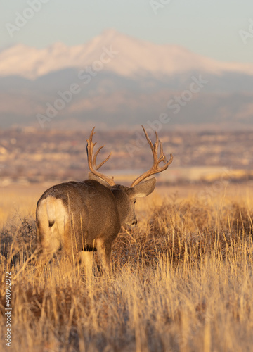 Mule Deer Buck During the Rut in Colorado in Fall