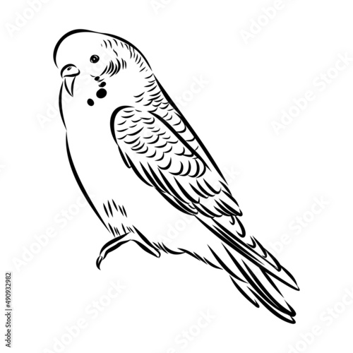 A cute budgie sits on a perch. Vector sketch illustration for design, advertising, prints.