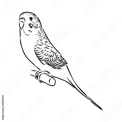 A cute budgie sits on a perch. Vector sketch illustration for design, advertising, prints.