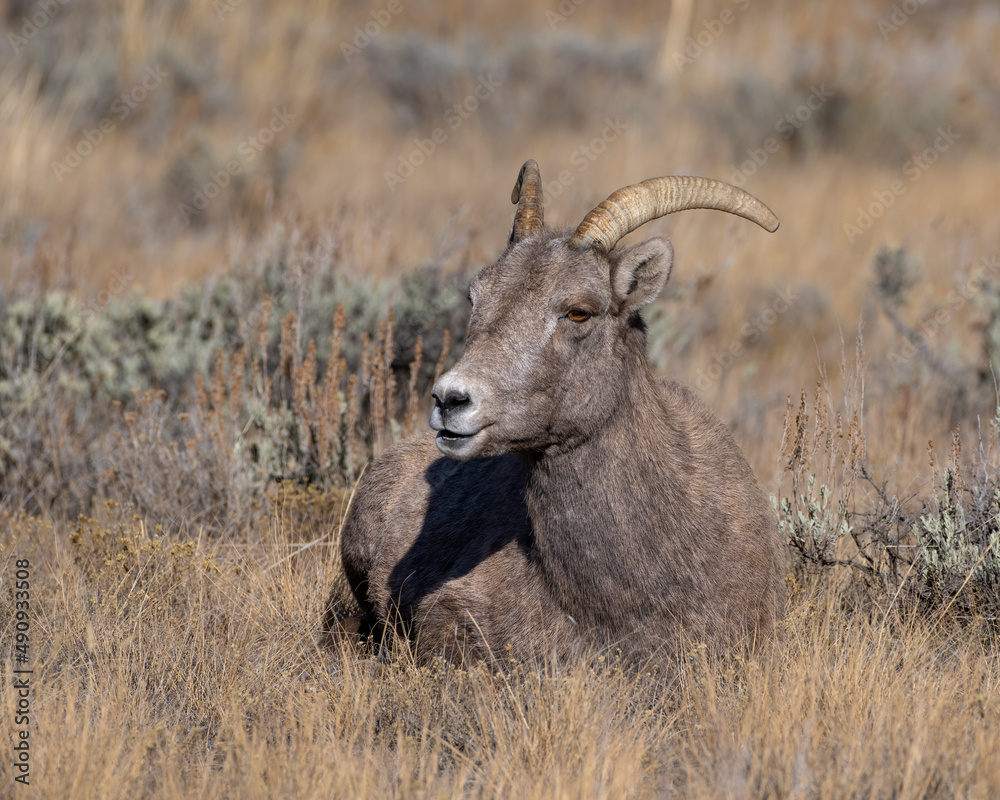 Bighorn Sheep