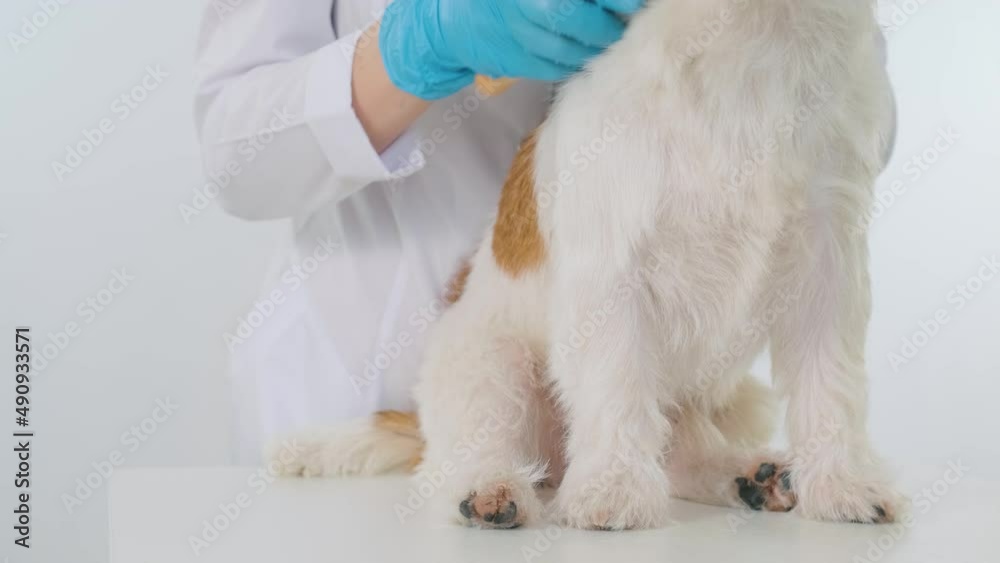 Grooming procedure in a veterinary clinic. The doctor combs the coat of a Jack Russell Terrier on a table on a white background