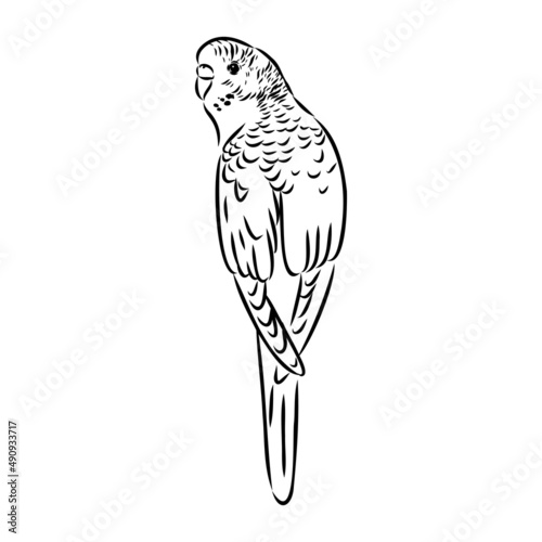 A cute budgie sits on a perch. Vector sketch illustration for design, advertising, prints.