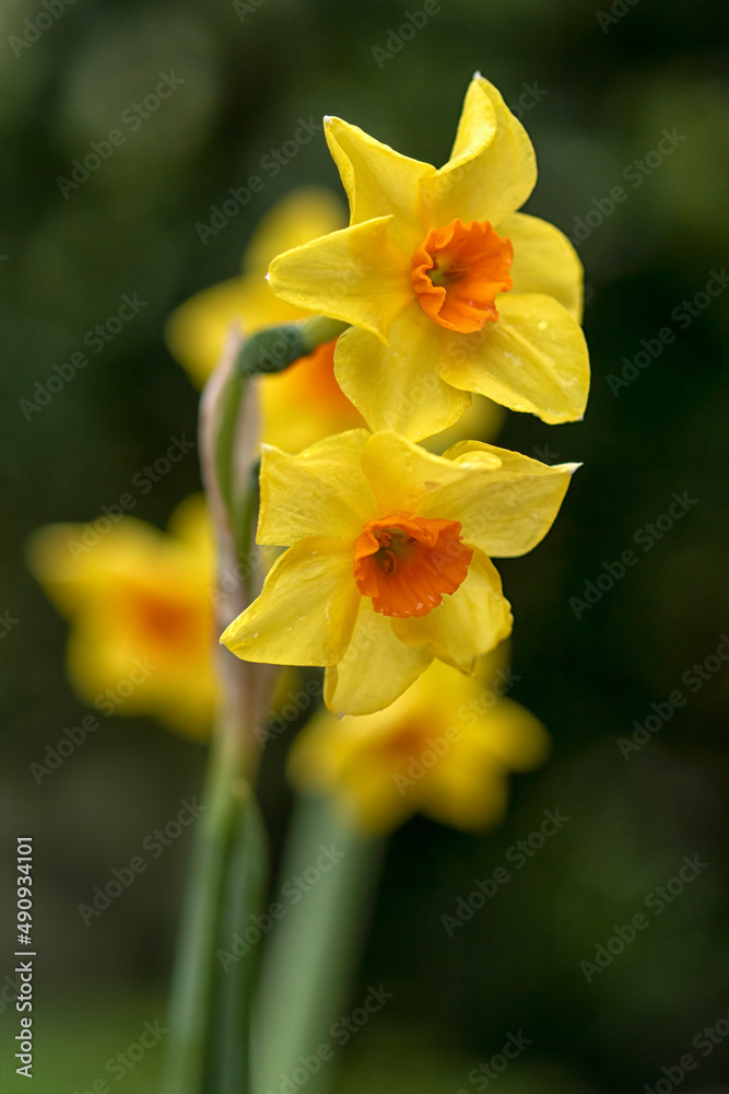 Closeup of flowers of Narcissus 'Martinette' in a garden in Spring Closeup of flowers of Narcissus 'Martinette' in a garden in Spring