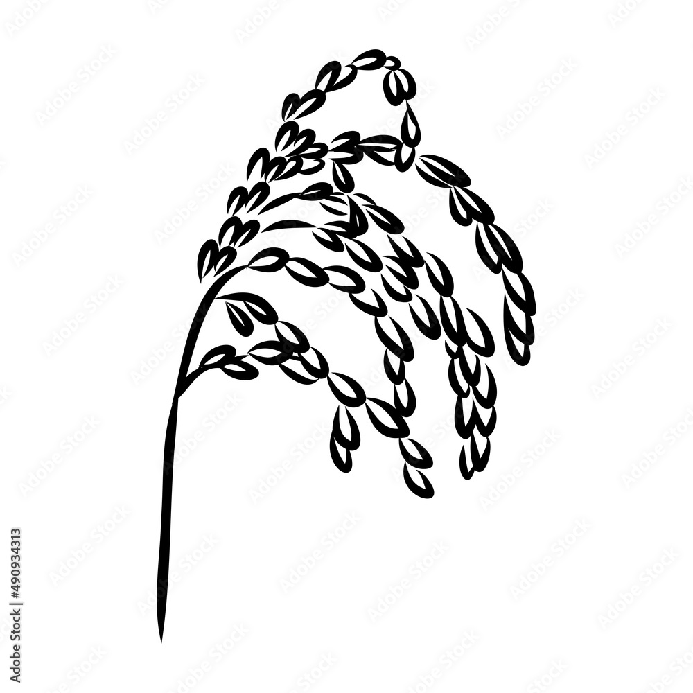 Fototapeta premium Rice set. Plant of rice and rice field hand drawn vector illustration in sketch style