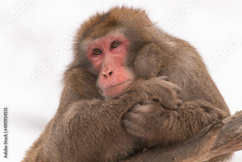 Macaque posant sur fond blanc en hiver photo