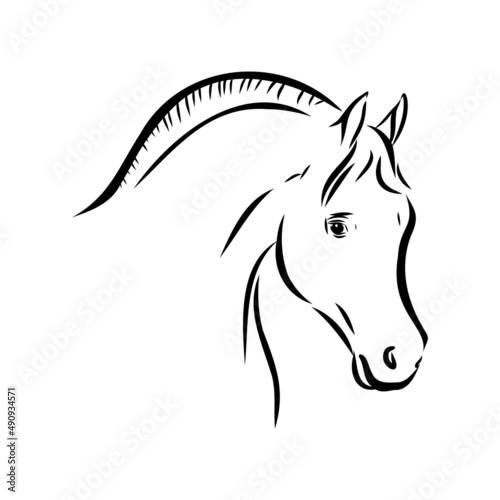 handdrawn of arabian horse sketch with pen in vector format. EPS 10
