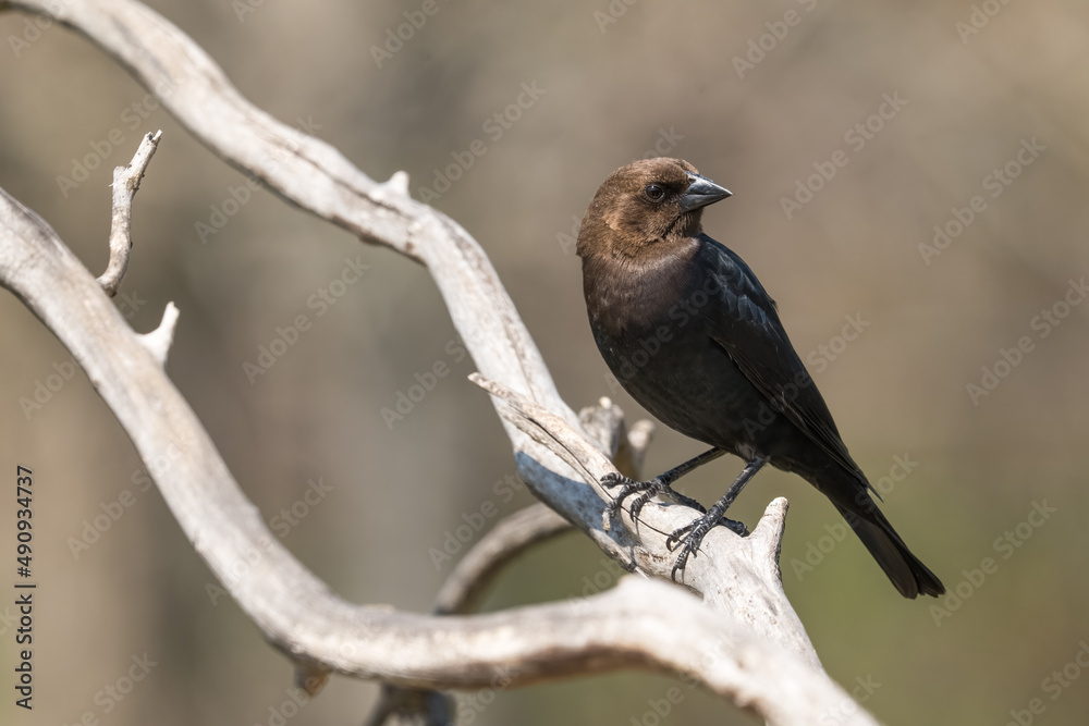 Obraz premium Vacher à tête brune perché