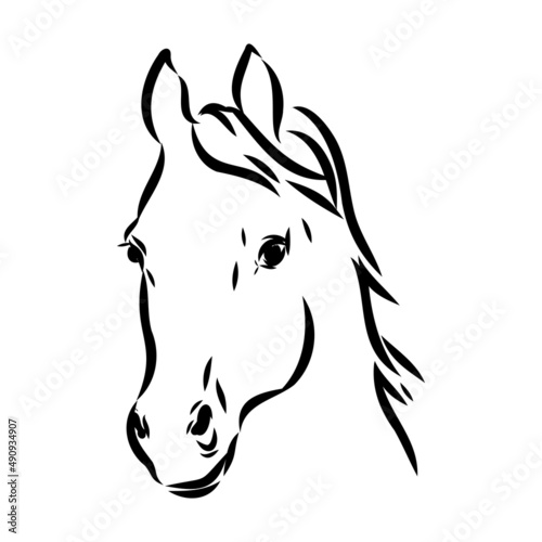 handdrawn of arabian horse sketch with pen in vector format. EPS 10