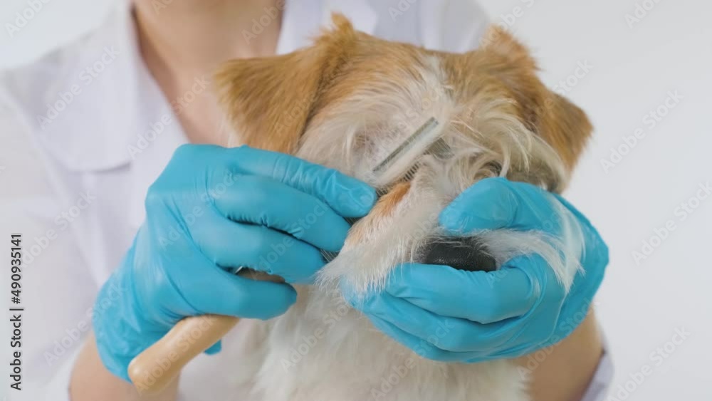 Grooming procedure in a veterinary clinic. The doctor holds the muzzle